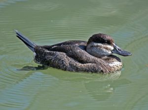 RuddyDuck.female