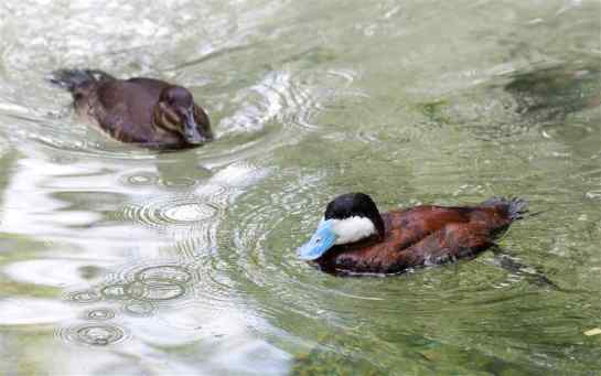 RuddyDuck.male-and-female