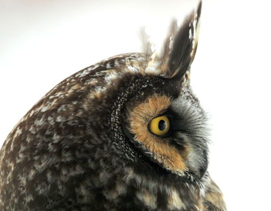 Long-eared Owl (Asio otus) ©WikiC
