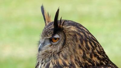 Long-eared Owl (Asio otus) ©WikiC