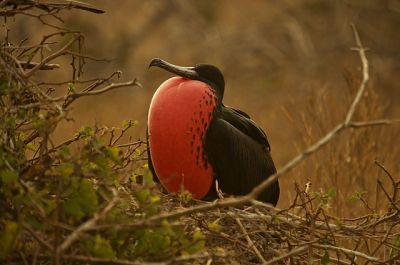 Magnificent Frigatebird (Fregata magnificens) ©WikiC