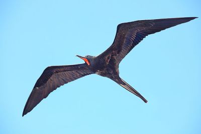 Magnificent Frigatebird (Fregata magnificens) Male ©WikiC