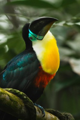 Toucan ©PixelFantasies by Lars Glausen