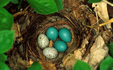 veery-thrush-nest-with-cowbird-eggs