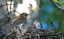 Avian – Happy Mother’s&nbsp;Day