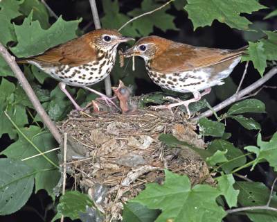 Wood Thrush. nest ©Audubon Society