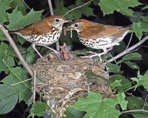 WoodThrush.nest-life-pic-AudubonSociety