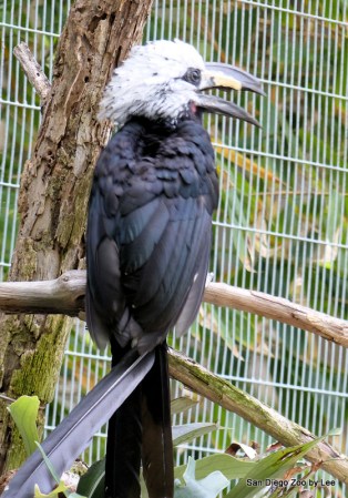 Buco White-crested Hornbill (Horizocerus albocristatus albocristatus) SD Zoo