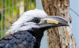 San Diego Zoo’s White-crested&nbsp;Hornbill