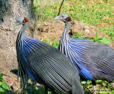 Vulturine Guineafowl (Acryllium vulturinum) by Lee