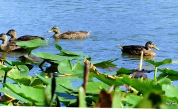 Lee’s Three Word Wednesday –&nbsp;7/27/16