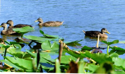 Not Going With The Crowd by Lee at Lake Morton