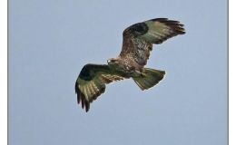Ian’s Bird of the Week – Common&nbsp;Buzzard