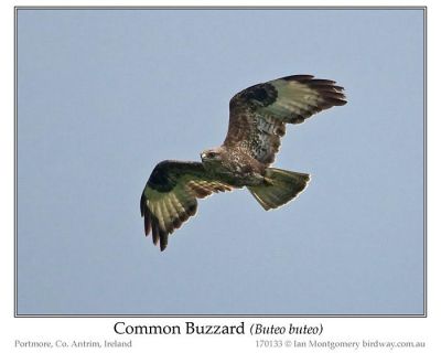 Common Buzzard (Buteo buteo) by Ian