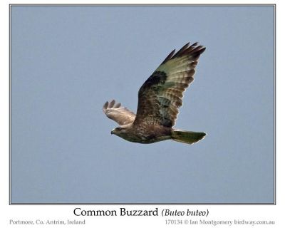 Common Buzzard (Buteo buteo) by Ian