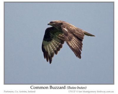 Common Buzzard (Buteo buteo) by Ian