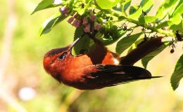 Hummingbird Families –&nbsp;Firecrowns