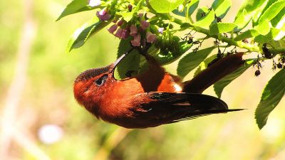 Juan Fernandez Firecrown (Sephanoides fernandensis) ©WikiC