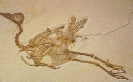 One Of Evolution’s Best-kept Secrets – Creation&nbsp;Moments