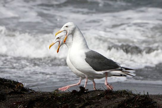 Western Gull (Larus occidentalis) Pair ©WikiC