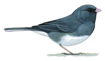 Darkeyed-Junco.NatlAudubonSocy-color-drawing