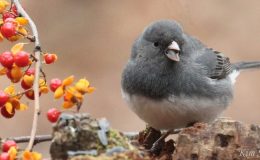 Lee’s Five Word Friday –&nbsp;11/25/16