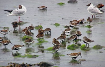 Dunlin Congregation at Tidewaters