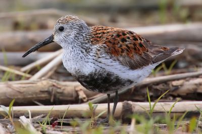 Dunlin.in-Canadian-marshland