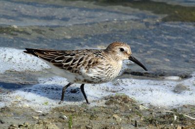 Dunlin-juvenile.Oxfordshire-beach
