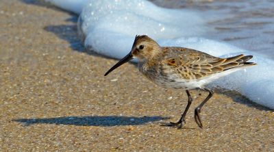 Dunlin.winter-NJ-beach