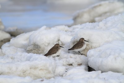 Dunlins-in-snow.photo