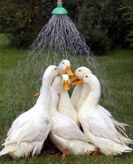 Geese Getting A Shower ©Pinterest