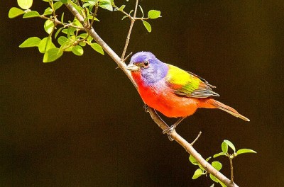 Painted Bunting (Passerina ciris) ©©Flickr3