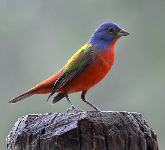 Painted Bunting (Passerina ciris) ©Flickr Ralph Arvesen