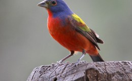 Lee’s Six Word Saturday –&nbsp;7/16/16