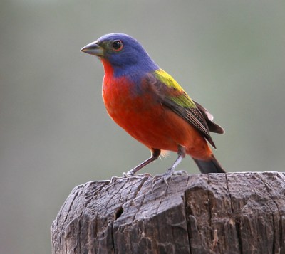 Painted Bunting (Passerina ciris) ©Flickr Ralph Arvesen