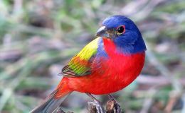 Paintbrush Birds – Painted&nbsp;Bunting