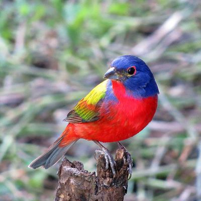 Painted Bunting Subspecies (Passerina ciris ciris) ©WikiC 