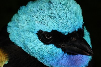 Blue-necked Tanager (Tangara cyanicollis) ©Flickr Andres Cuervo