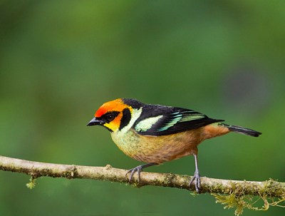 Flame-faced Tanager (Tangara parzudakii) ©WikiC