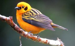 Silver, Gold, and&nbsp;Hearts