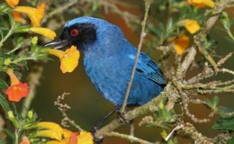 Sunday Inspiration – Thraupidae – Flowerpiercers, Sierra Finches,&nbsp;Plus