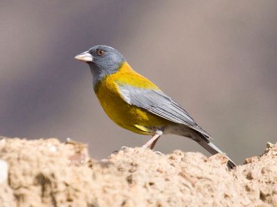 Peruvian Sierra Finch (Phrygilus punensis) ©WikiC