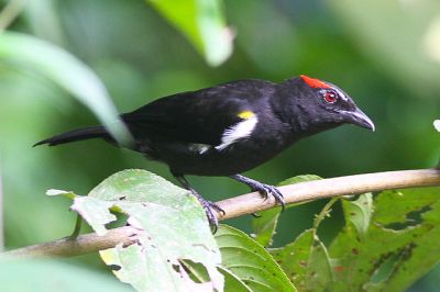 Scarlet-browed Tanager (Heterospingus xanthopygius) ©WikiC