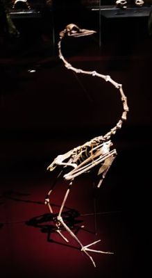 Flamingo (Phoenicoparrus croizeti) Fossil ©WikiC