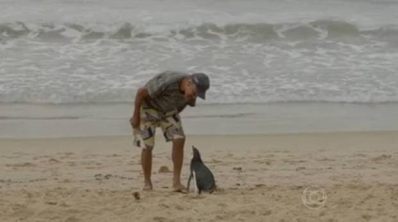 The prodigal penguin returns. Magellanic Penguin (Spheniscus magellanicus) ©Globo TV 