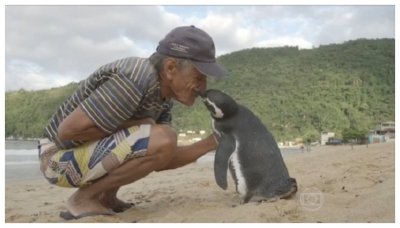 Magellanic Penguin (Spheniscus magellanicus) ©Globo TV