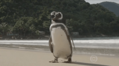 Magellanic Penguin (Spheniscus magellanicus) ©Globo TV