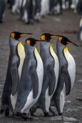 Stand Tall ©National Geographic