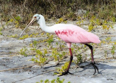Roseate Spoonbill